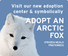 Symbolically adopt an arctic fox